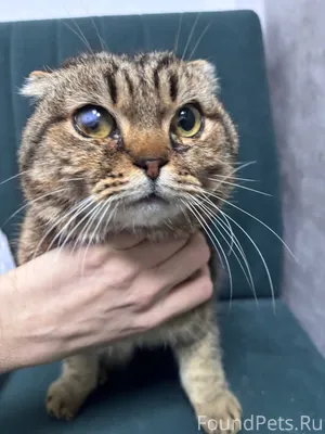 Найден кот на Якшур Бодинском ...