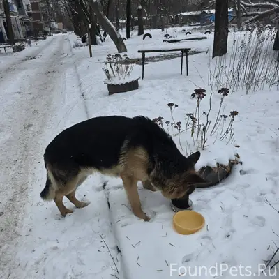 Кто потерял собаку? Скорее все...