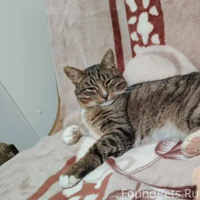 Помогите найти котика!❤️ Друзь...