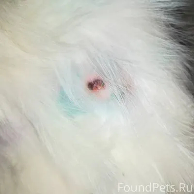 Найден кот в тяжёлом состоянии...