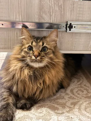 Здравствуйте,срочно‼️ Село Лоп...