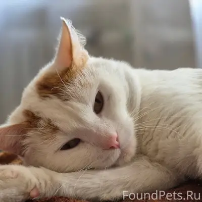 ПРОПАЛ кот Рыжик в п. Мелехово...