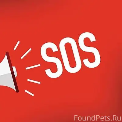 Найден кот на обочине у леса.....