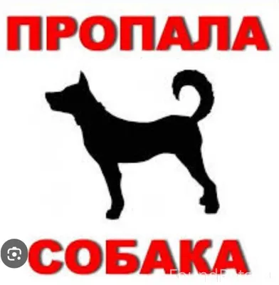 Полысаево! Пропала собака! Рай...