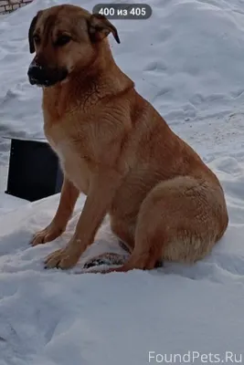 Казань. ПРОПАЛА СОБАКА. Особая...