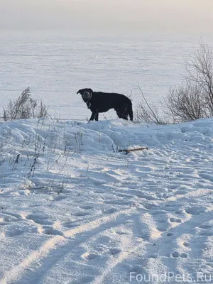 ПОДСТЁПКИ ПРИМОРСКИЙ РОЗЫСК СО...