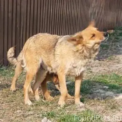 🆘🆘🔥🆘🔥🆘🆘 🔥ПРОСИМ ПОМОЩИ! ПОМОГИ...