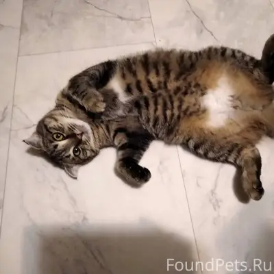 Пропала кошка. Вислоухая, серо...