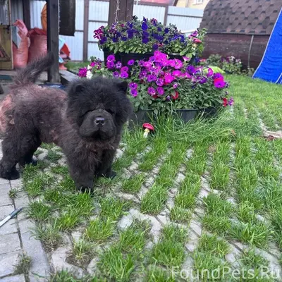 Потерялась собака!!! Плюша Чёр...