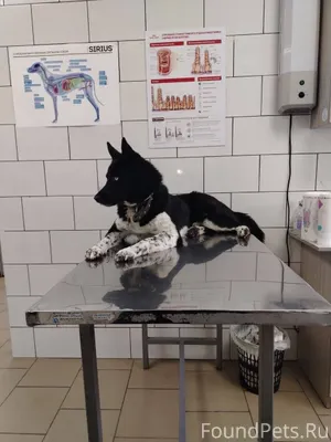 Здравствуйте. Потерялся пёс на...