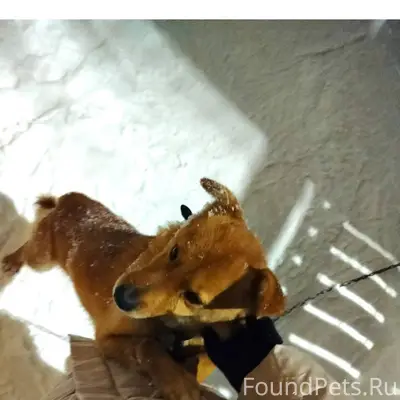 Добрый день🌞 Потерялся наш пит...