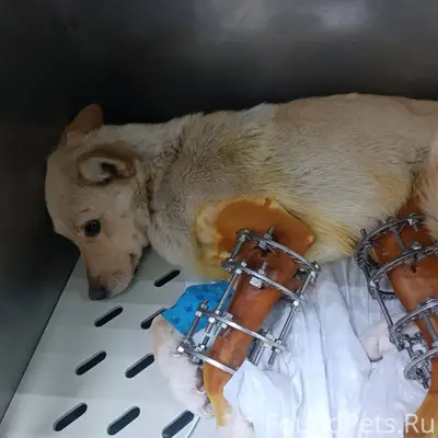 ‼️Убежала собака. Помогите най...