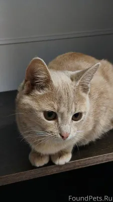 Пропал кот. В ночь на 26...