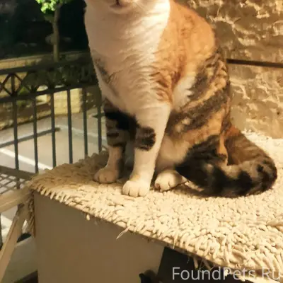 Вчера днём,наша кошка Люся,убе...