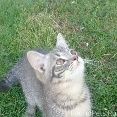 Пропал котёнок Барсик 10 месяц...