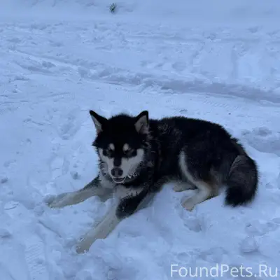 Пришел к забору пес в Быково.....