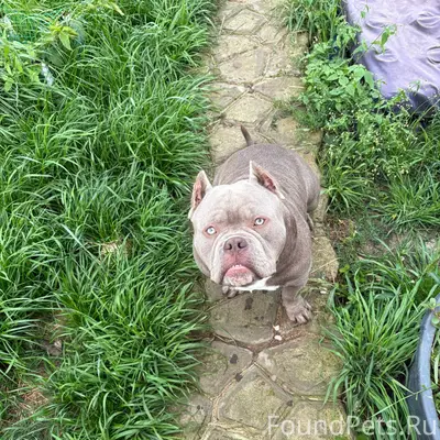 Пропала собака Американский бу...