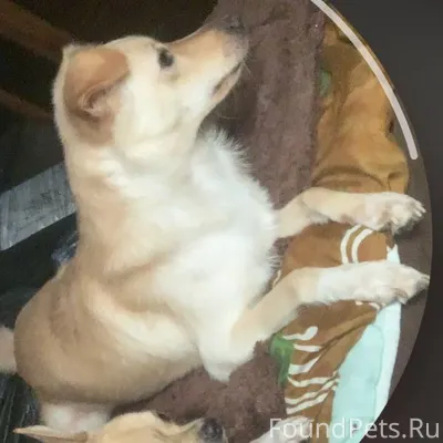 ❗️Пропала: Собака Кличка :Дона...