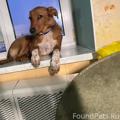 ПОМОГИТЕ НАЙТИ! Потерялась соб...