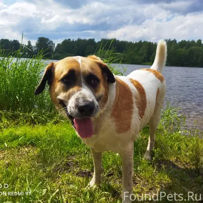 Убежала собака, испугавшись фе...