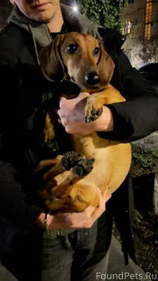 Найдена собака! Сегодня около ...