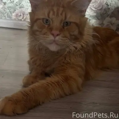 ПРОПАЛ КОТИК❗️ Добрые люди,у н...