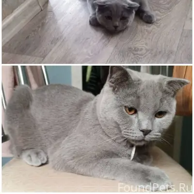 Помогите найти нашего кота. Пр...