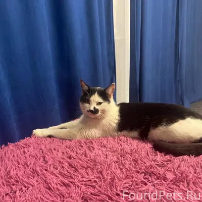 П.Приволжский ! Пропал кот 5 д...