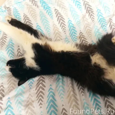 ❗️ПРОПАЛ КОТ❗️ Пропал кот в п....