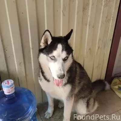Пропала собака ,порода Хаски ,...
