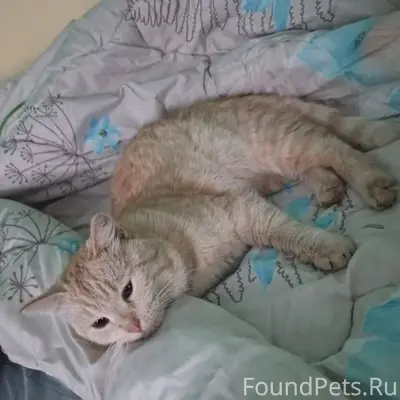 Пропал кот ,с 22 января 😔...