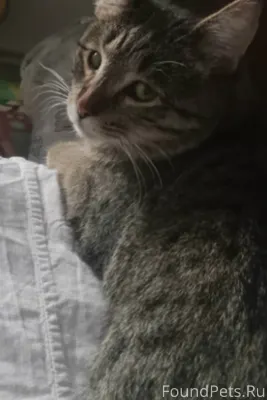 Пропал кот по кличке Шастик, п...