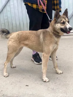 ВНИМАНИЕ Пропала собака по кли...