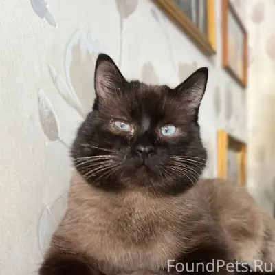 ПРОПАЛ СИАМСКИЙ КОТ! Взрослый,...