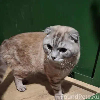 Найден кот в подъезде по адрес...