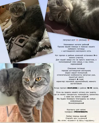 ПРОПАЛ КОТ ‼️ СРОЧНО ‼️ Уважае...