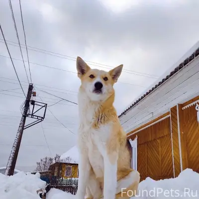 Потерялась собака. В районе за...