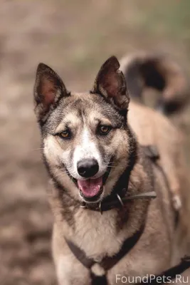 Помогите найти ❗️ ПРОПАЛА СОБА...