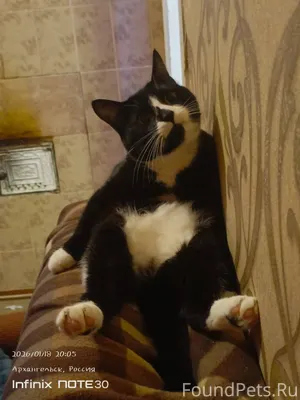 Пропал мой любимый ❤️ кот 😔ул....