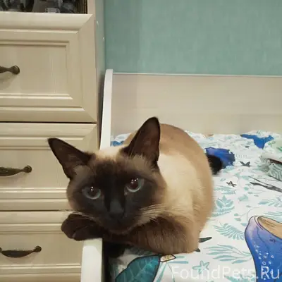 Добрый день, пропала кошка. Ра...