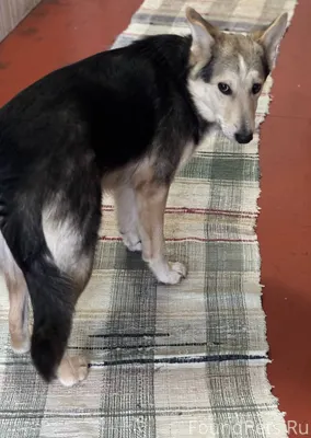 Очень нужен 🏡!!!!! Чудово, Нов...