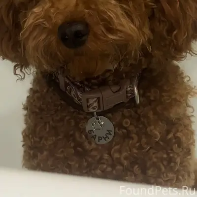 Пропала собака, 7 декабря в 8....