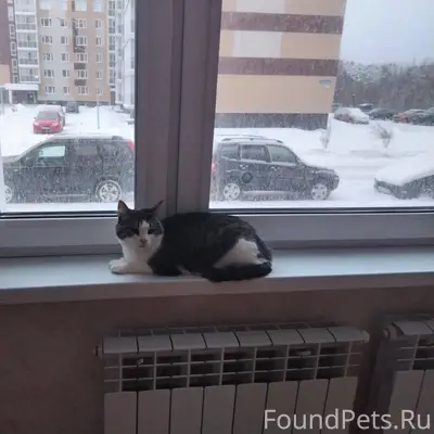 Пропала кошка на улице Октябрь...