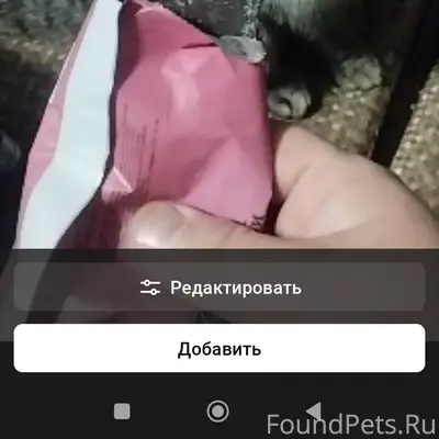 Пропала кошка, веслоухая. На н...