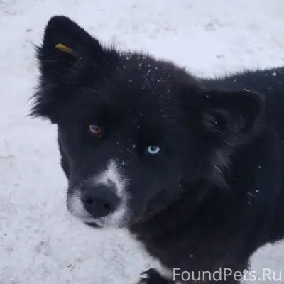 Потерялась собака хаски в райо...