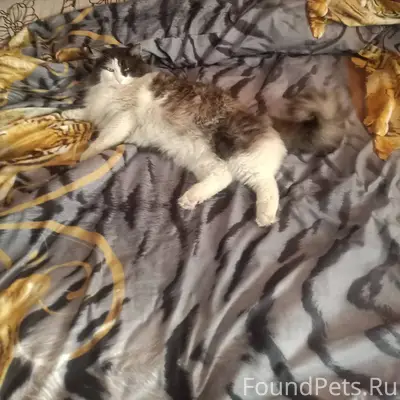 Пропал кот кто видел напишите ...