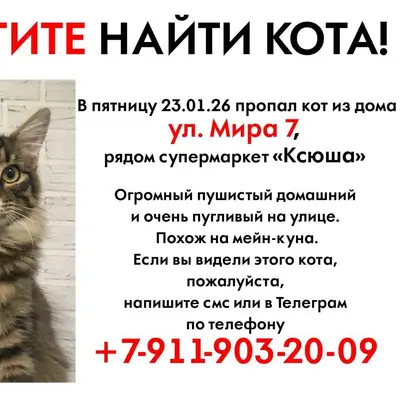 Пропал мой кот, Аршинцево, Дру...