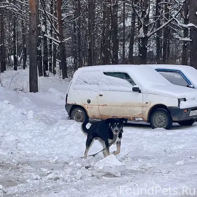 Потерялась или сбежала собака ...