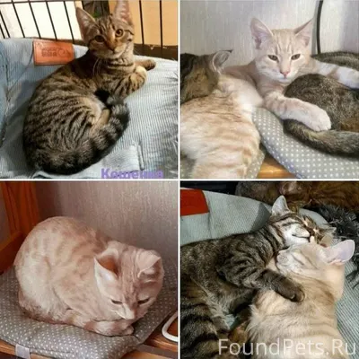 Хотят стать домашними кошечки ...