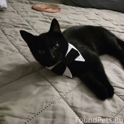 Найден молодой котенок, на вид...